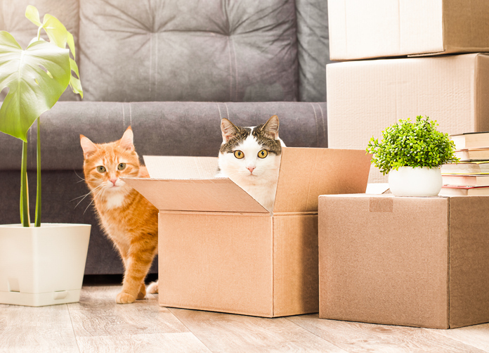 two cats in moving boxes